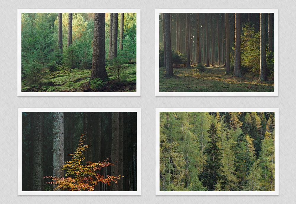 "Enter the Forest" photo book postcards